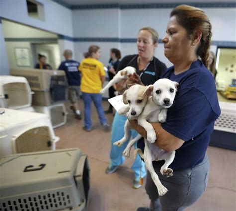 houston dog rescue organizations.